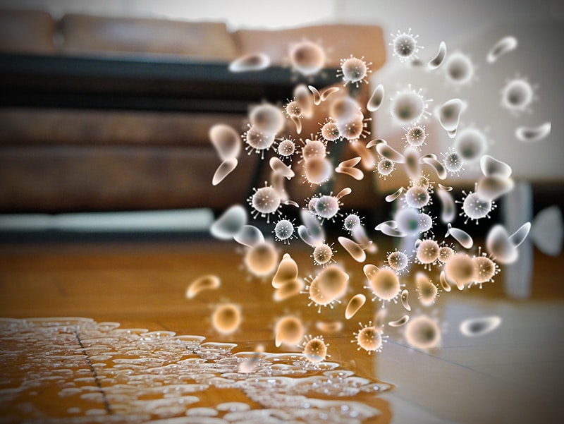 Mold, Asbestos & Lead Remediation Near You - Mold Mitigation & Removal Services - Renu Inc