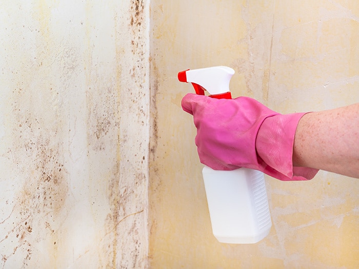 Professional Mold Remediation & Removal Services - 24/7 Quick Response