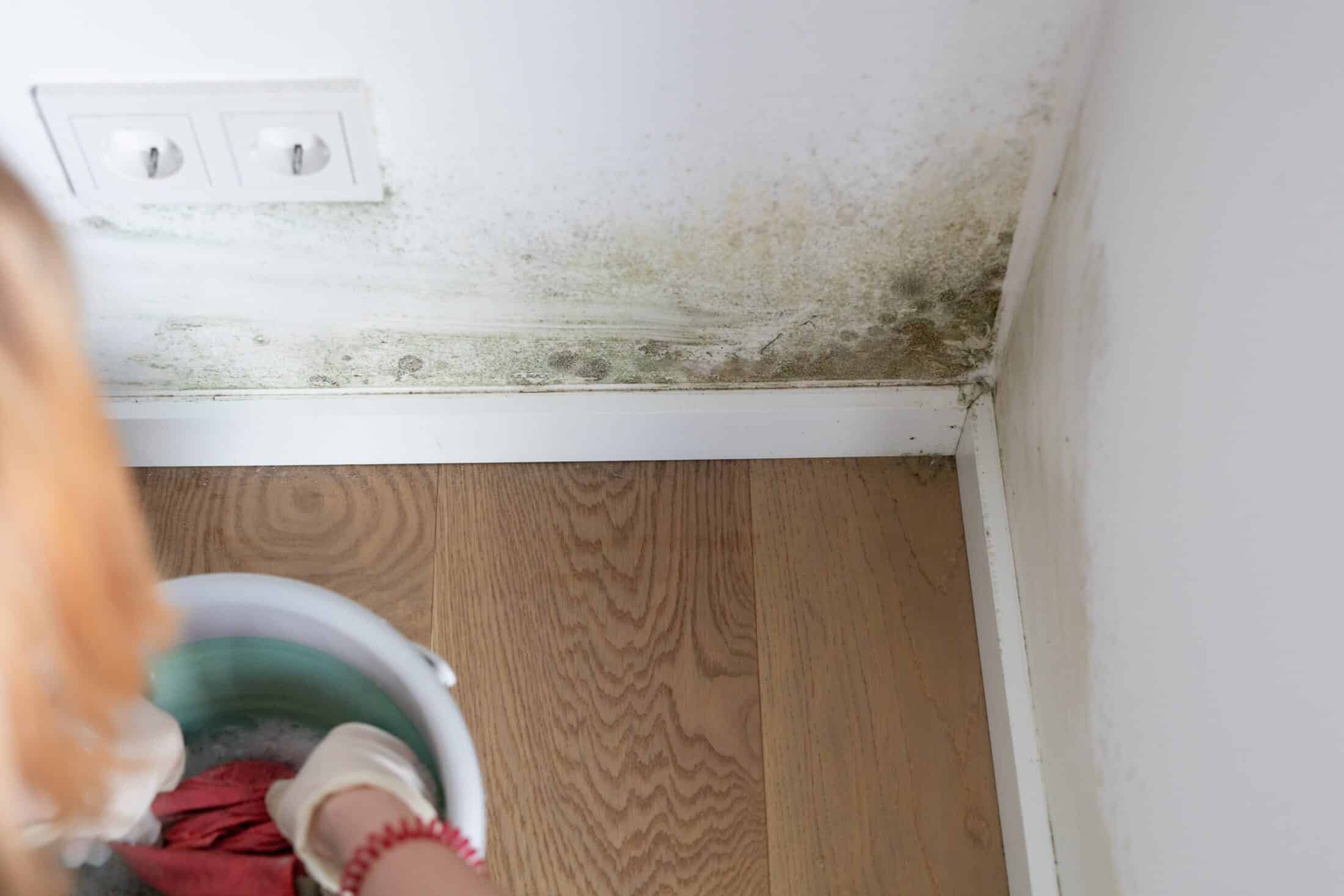 Mold Damage In Dallas
