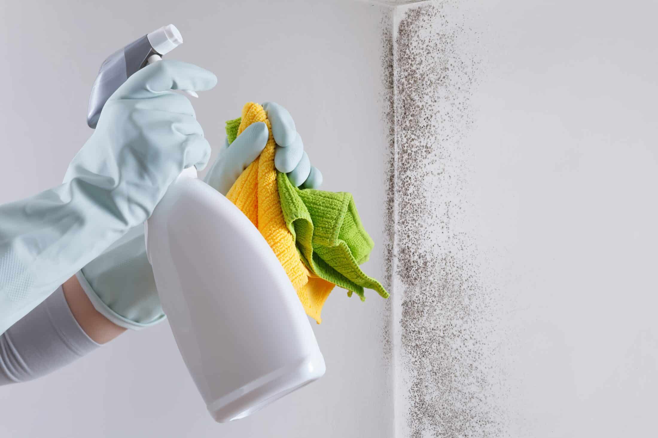 Mold Damage Removal in Dallas
