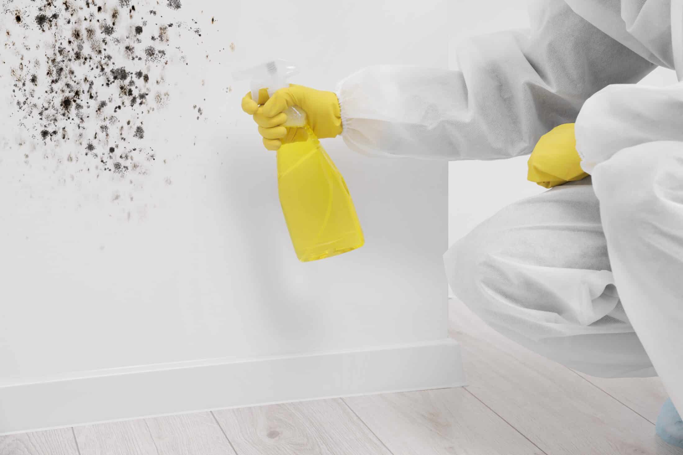 Mold Removal Services Near You in Dallas