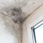 Black Mold Removal in Las Vegas - Step-by-Step Guide from Professionals