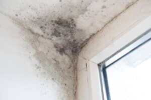 Black Mold Removal in Las Vegas - Step-by-Step Guide from Professionals