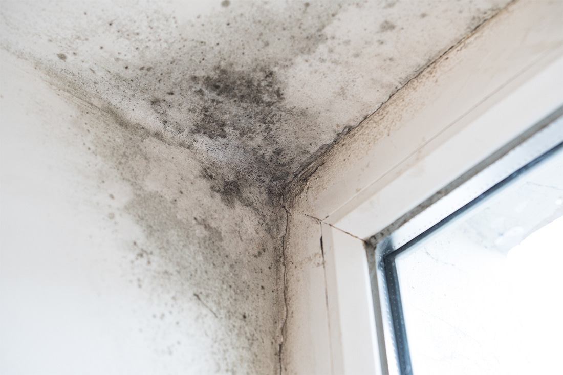 Black Mold Removal in Las Vegas - Step-by-Step Guide from Professionals