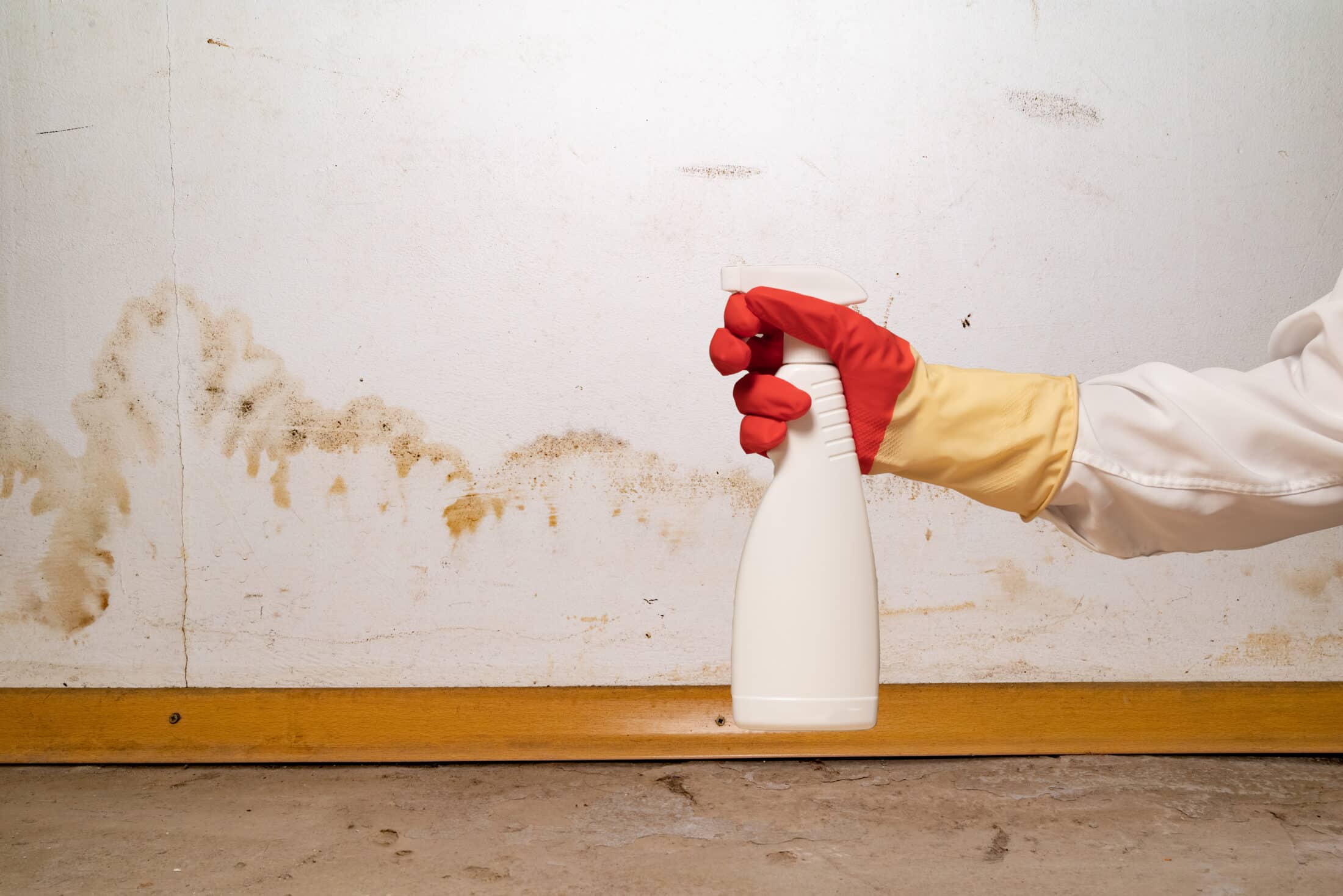Can Mold Be Safely Removed - Mold Removal Dallas