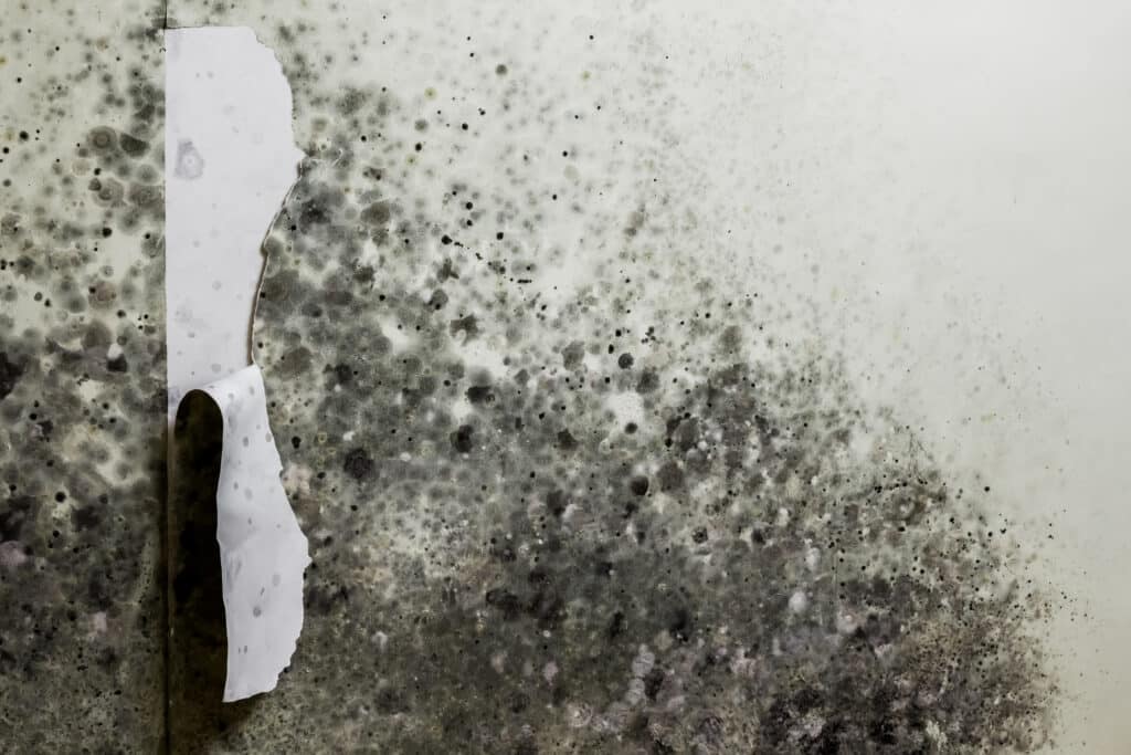 Common Areas Where Mold is Found - Mold Mitigation in Dallas