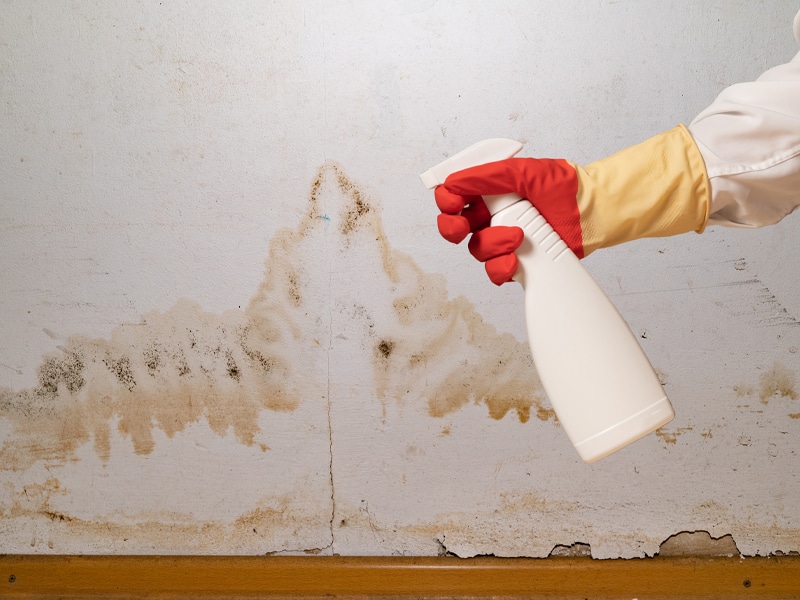 Our Step by Step Mold Removal Process - Mold Remediation