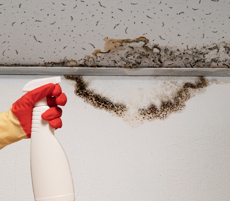Our Step-by-Step Process for Mold Removal in Phoenix, AZ