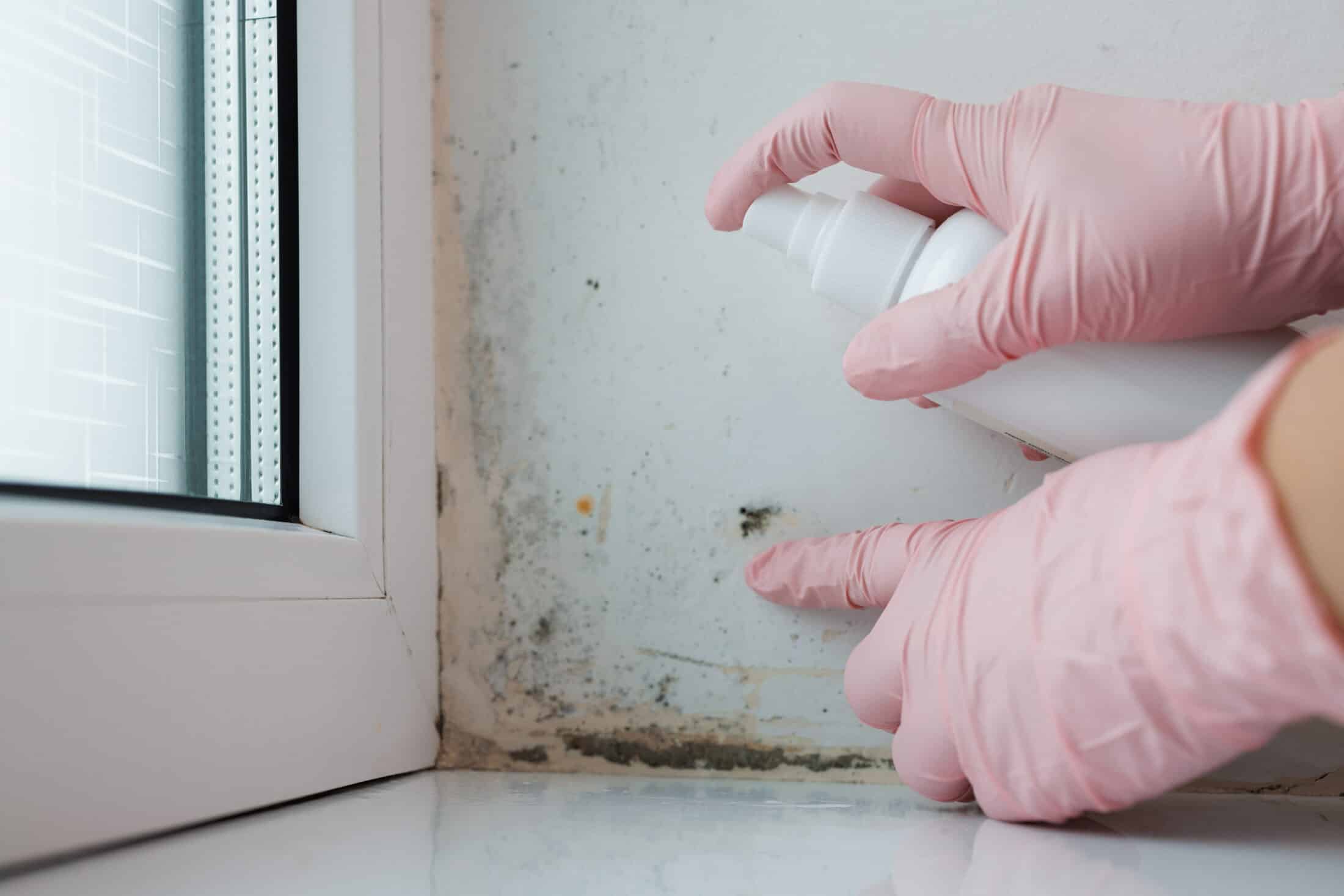 Proven Steps for Safe and Effective Mold Removal Dallas