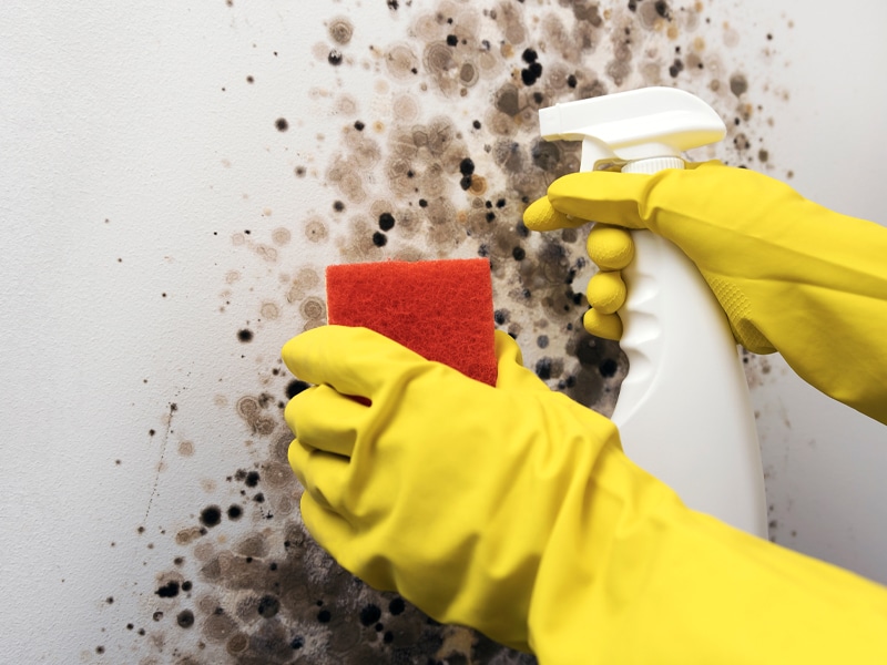 Quick Mold Removal in Phoenix- Fast, Trusted, and Local Mold Remediation Company Near You