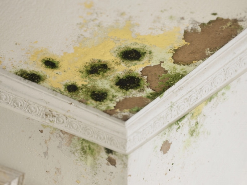 Restore Your Home with Orlando’s Mold Removal Experts