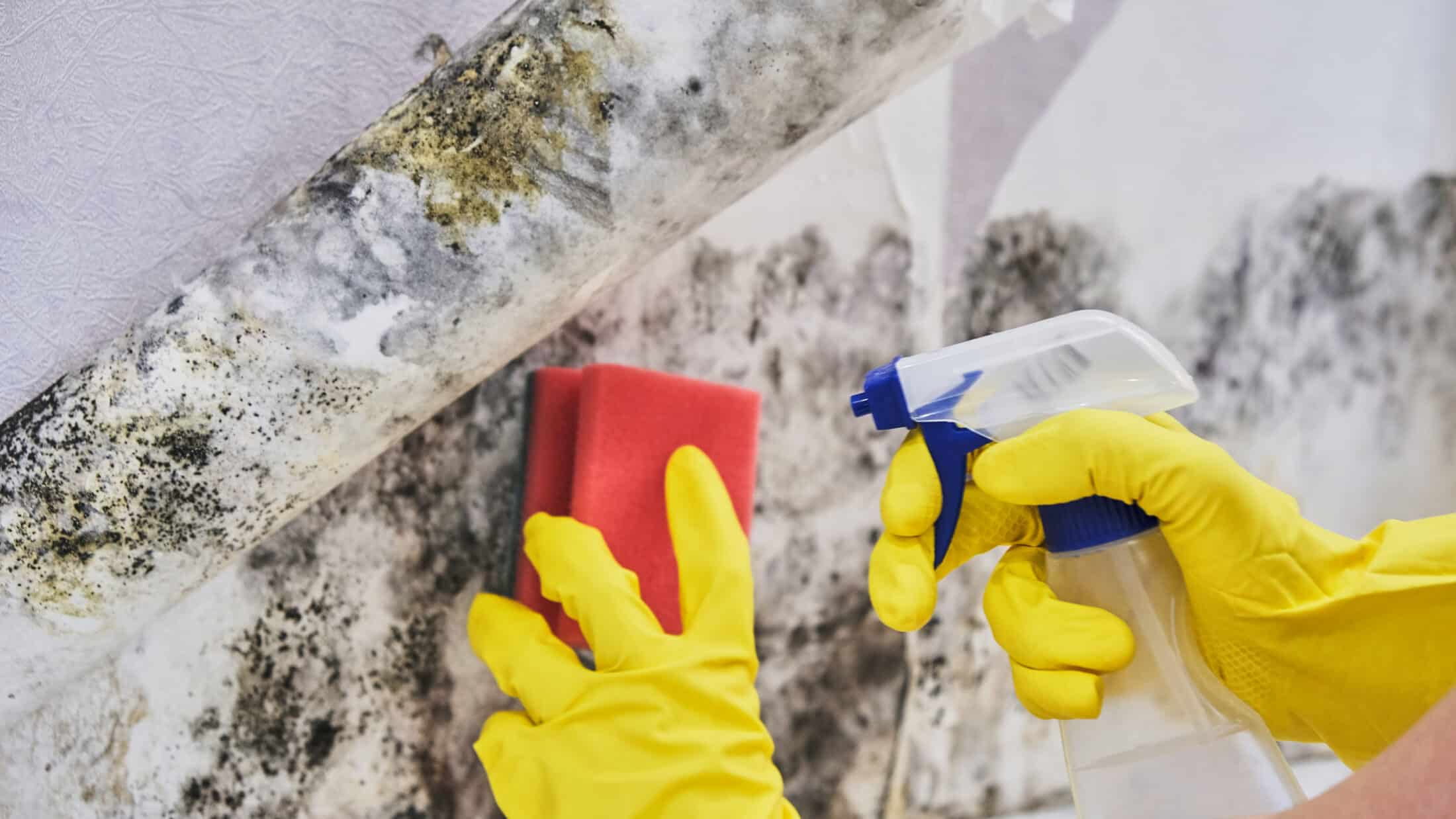 Toxic Mold Removal in Dallas - 24/7 Mitigation and Cleanup Services Near You