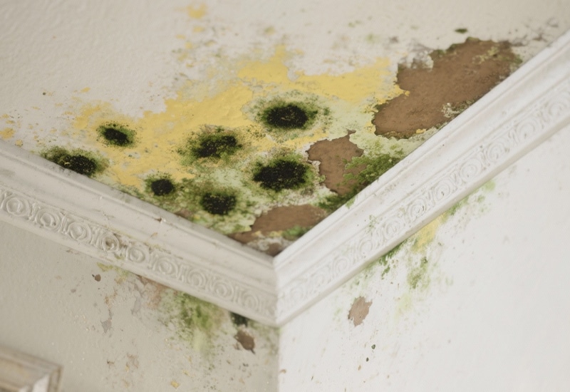 We Understand What You’re Going Through - How to Remove Mold in Phoenix Homes?