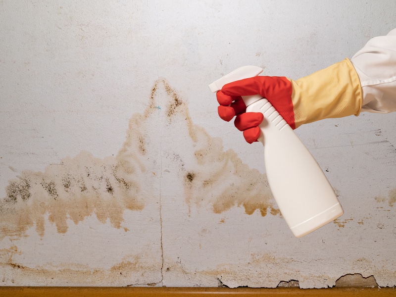 Why Choose Renu for Mold Removal in Phoenix