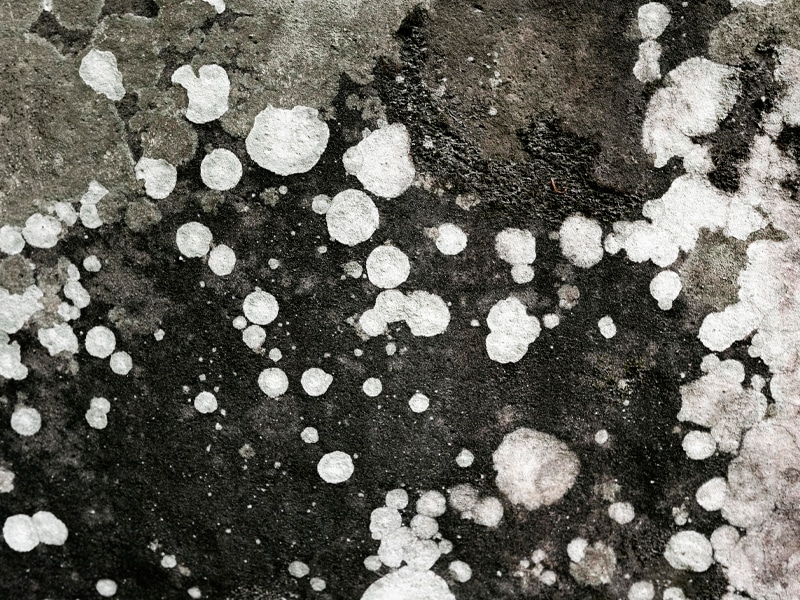 Why Mold Happens in Phoenix Homes - 24/7 Mold Mitigation Near You