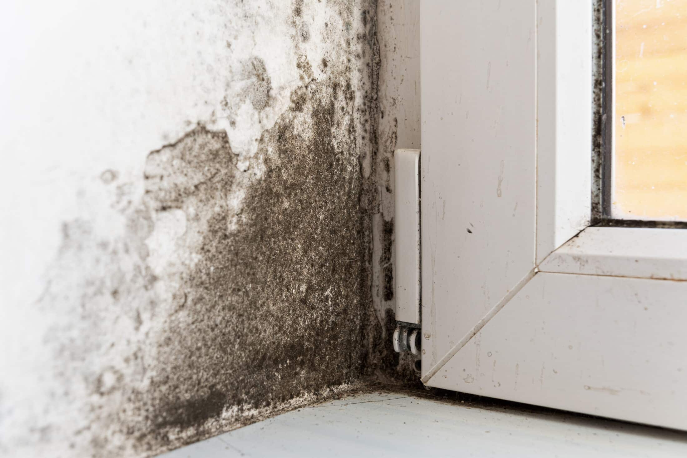 Can Toxic Black Mold Be Safely Removed? - Mold Removal in Dallas, TX Near You
