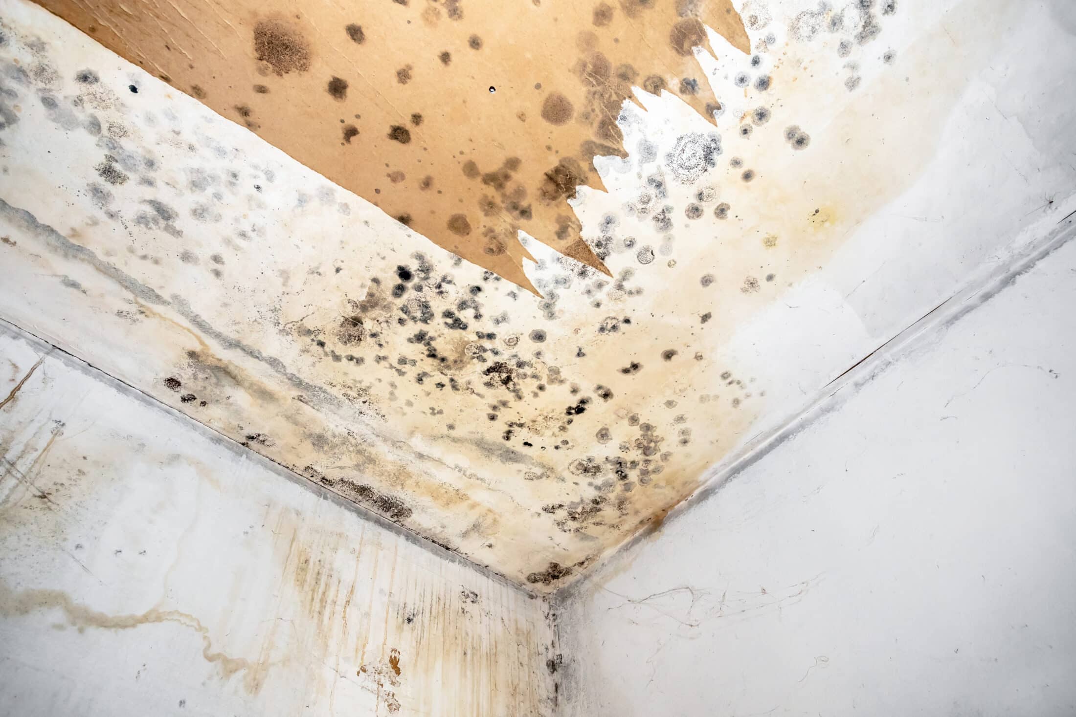 Mold Removal in Dallas - 24/7 Emergency Mold Mitigation and Cleanup Near You