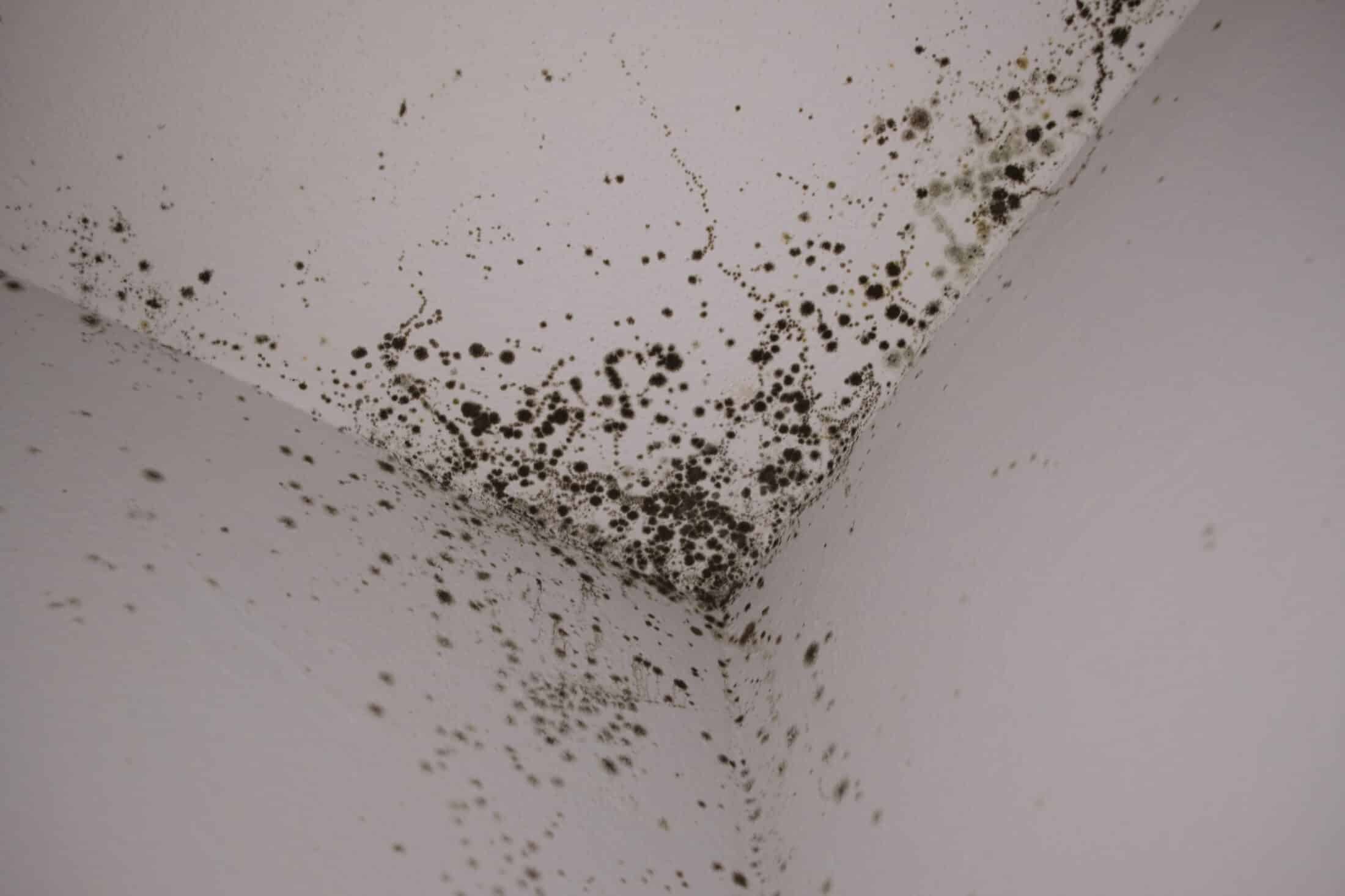 Quick Mold Removal in Phoenix- Fast, Trusted, and Local Mold Remediation Company Near You