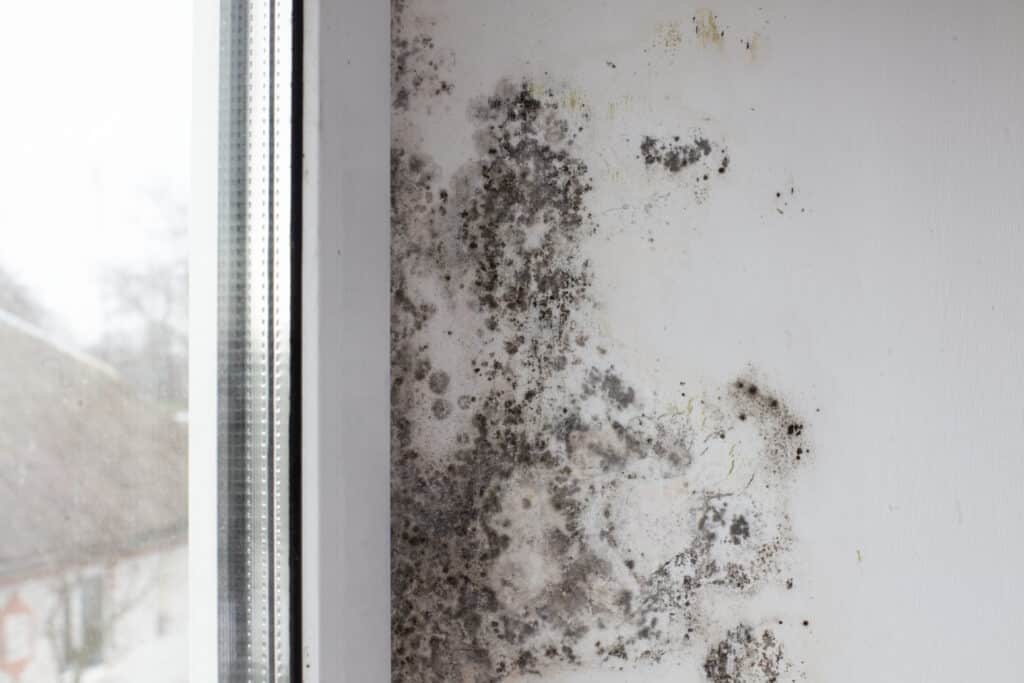 Our Step-by-Step Process for Mold Removal in Phoenix, AZ
