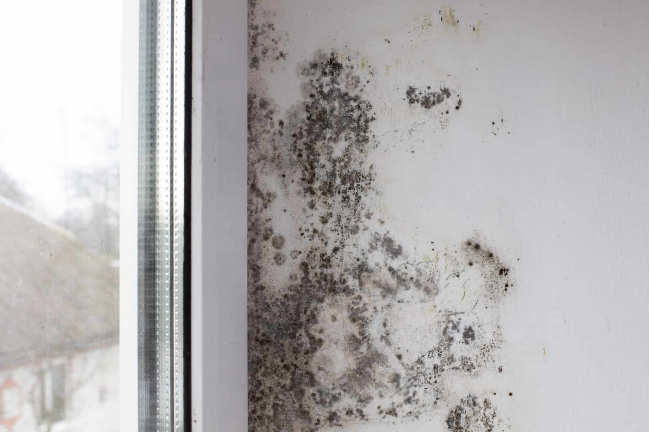 Our Step-by-Step Process for Mold Removal in Phoenix, AZ