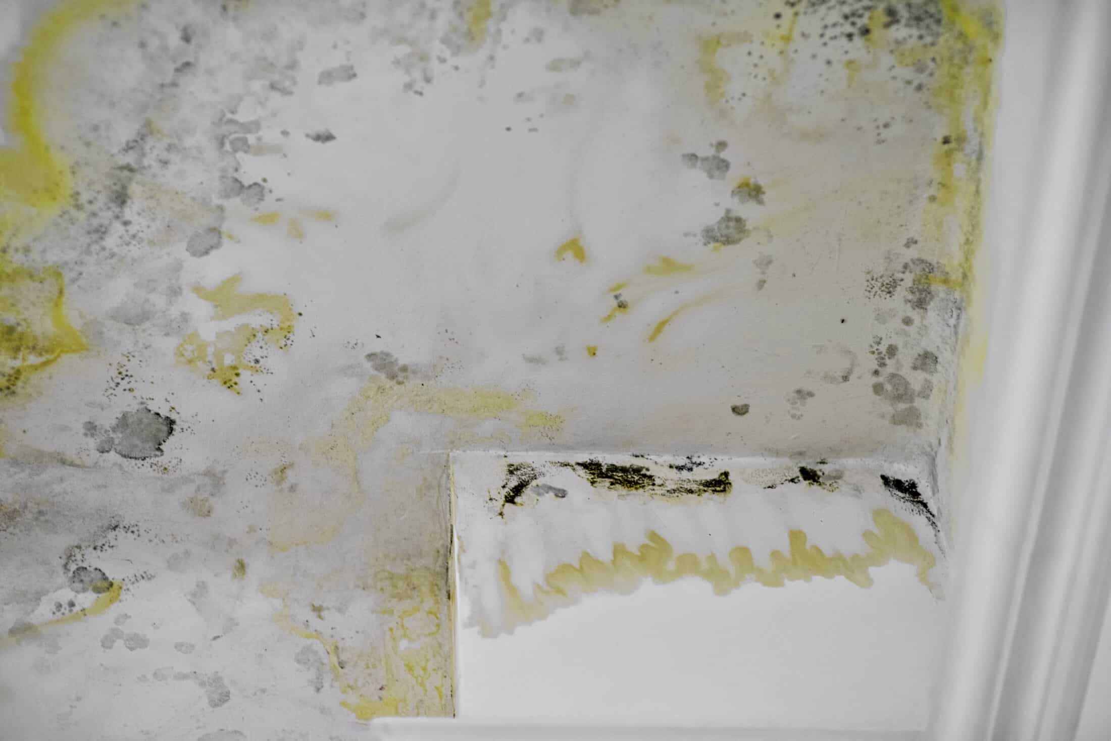 Why Choose Renu? - Best mold removal company near you in Las Vegas, NV