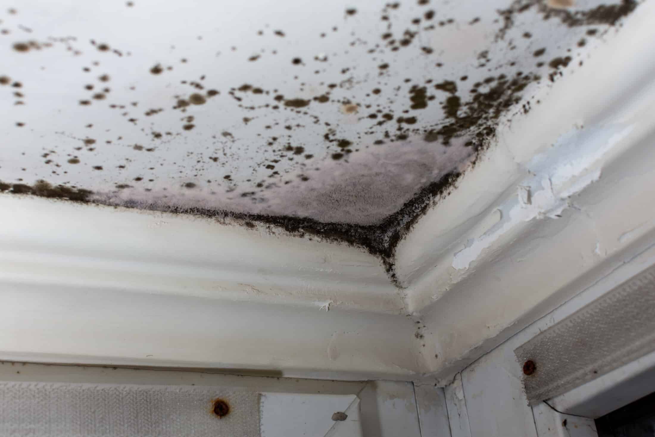 Proven Steps for Safe and Effective Mold Removal in Dallas, TX