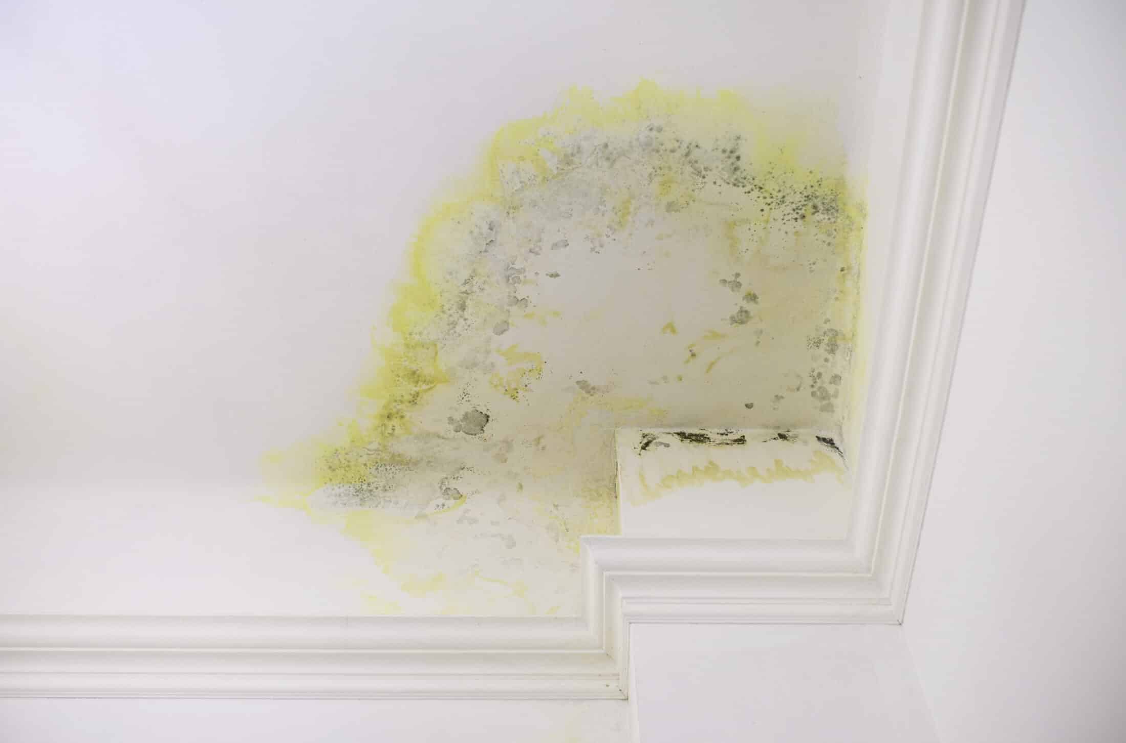 Why Choose Renu for Mold Removal in Phoenix