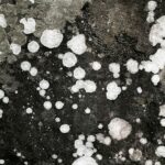 Black Mold vs Other Mold Types: Which Is Most Dangerous?