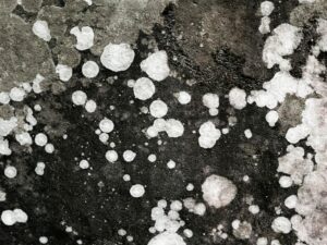 Black Mold vs Other Mold Types: Which Is Most Dangerous?