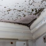 Hidden Risk After Snowfall in Dallas: Mold Growth in Walls & Ceilings