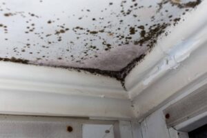 Hidden Risk After Snowfall in Dallas: Mold Growth in Walls & Ceilings